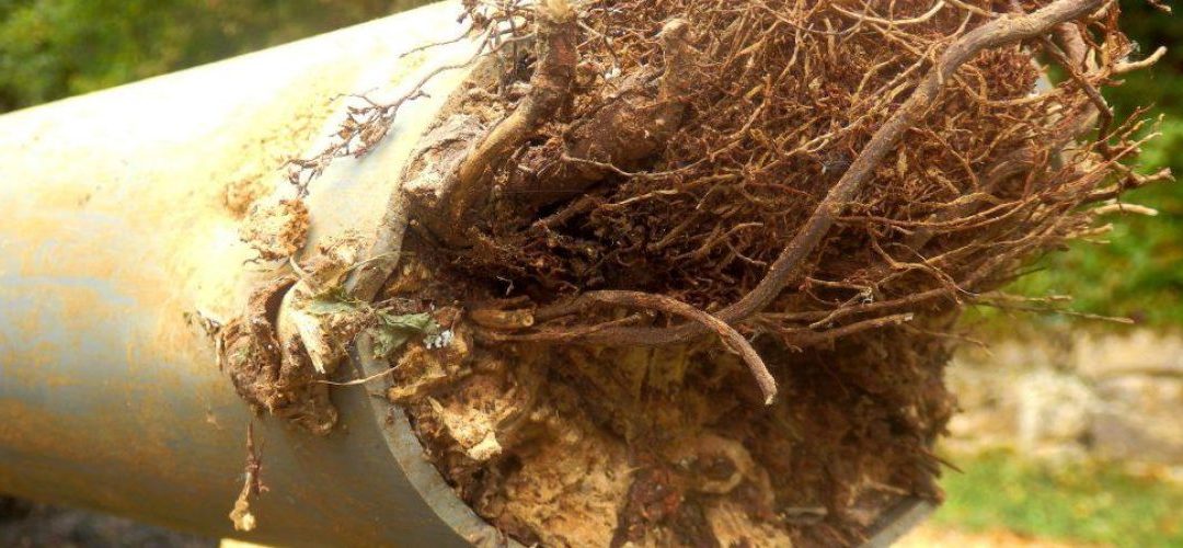 3 Affordable Solutions To Tree Roots In Pipes